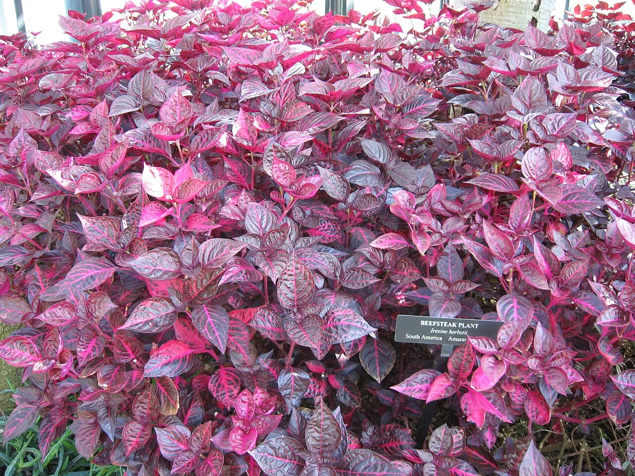 Herbst's Bloodleaf — photo by Chhe ( talk )