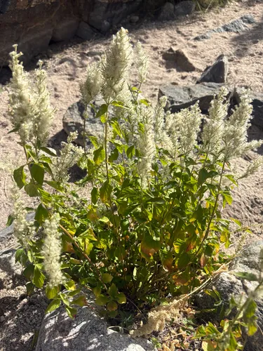 Standley's Bloodleaf
