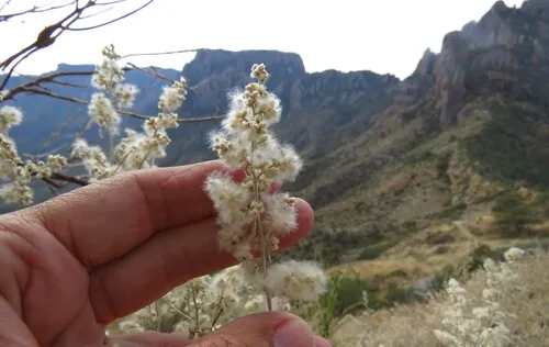 Texas Shrub