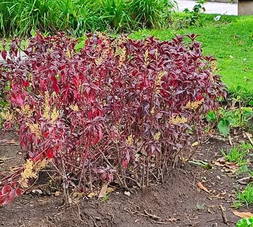 Linden's Bloodleaf — photo by Nicole Trujillo