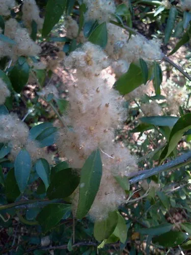 Palmer's Bloodleaf