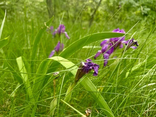 Stool Iris — photo by Людмила Довгопола