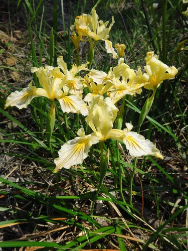 Siskiyou Iris — photo by Adam Schneider