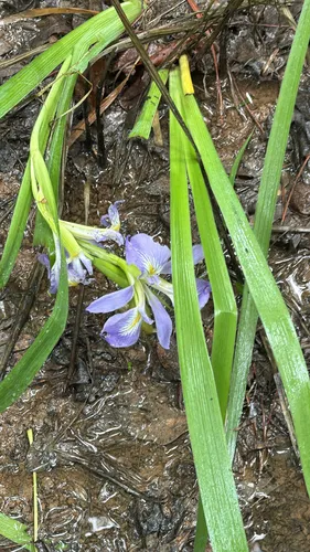 Zigzag Iris — photo by Andrew Boree