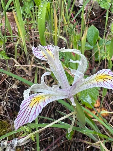 Yellowleaf Iris — photo by Quinn Radford