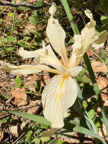 Fernald's Iris — photo by sjellysj