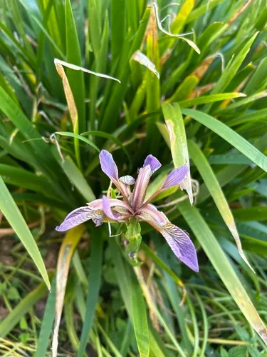 Stinking Iris — photo by petecollings