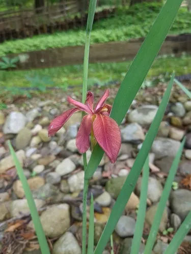 Copper Iris