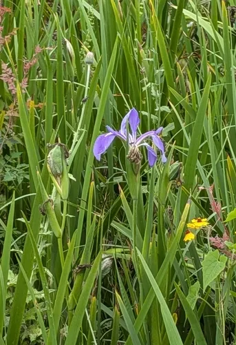 Giant Blue Iris — photo by Karen A Knight