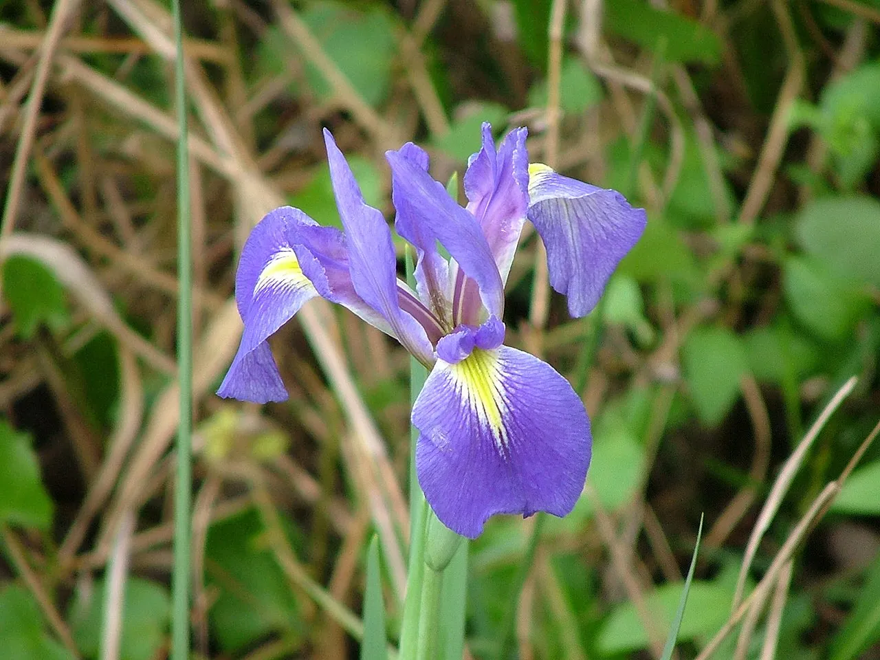 Dixie Iris