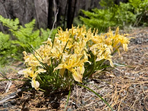 Del Norte County Iris