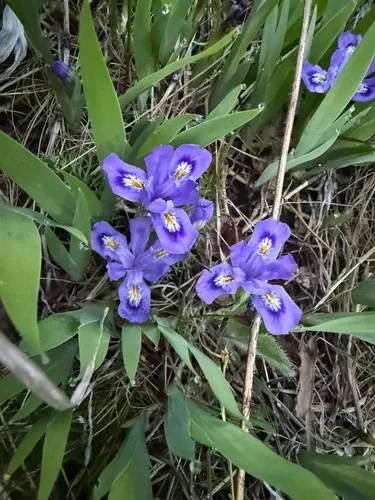 Dwarf Lake Iris — photo by lyricee