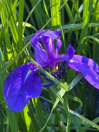 Rabbitear Iris — photo by Daniel Ruppel