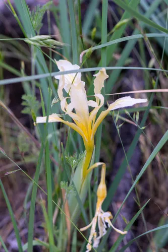 Bowltube Iris