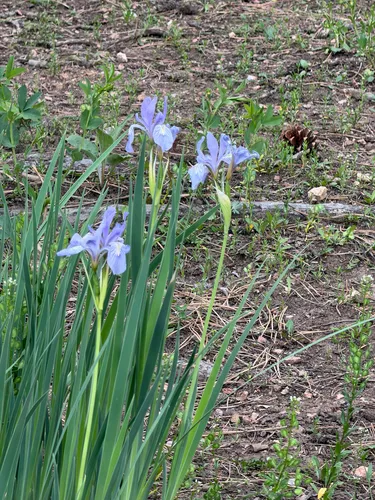 Rocky Mountain Iris — photo by Christine Rudman