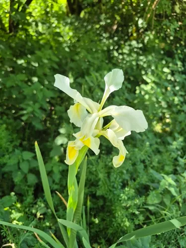 Yellowband Iris — photo by adamrjw