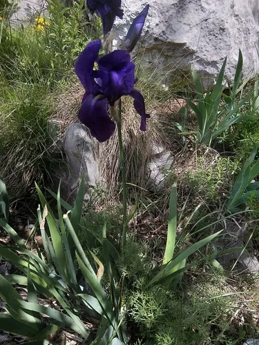 Sweet Iris — photo by Bojan Žagar