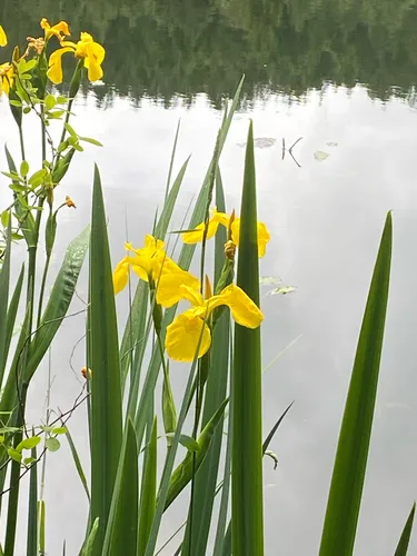 Paleyellow Iris — photo by Jordan Compton