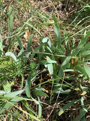 Dwarf Iris — photo by Carl-Adam Wegenschimmel