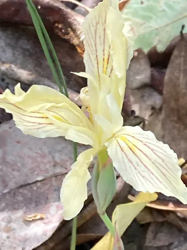 Purdy's Iris — photo by claricesargenti