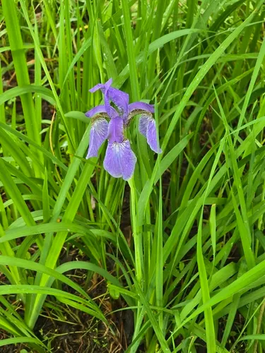 Blood Iris — photo by hyobin Seong