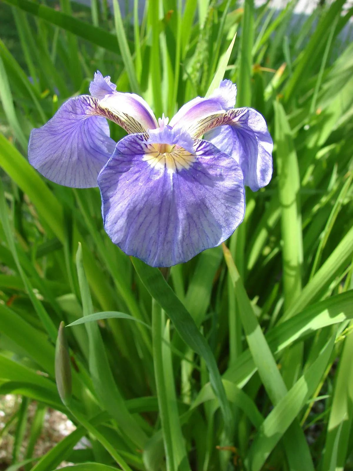 Beachhead Iris (var. setosa) — photo by Emma Forsberg from Anchorage, USA