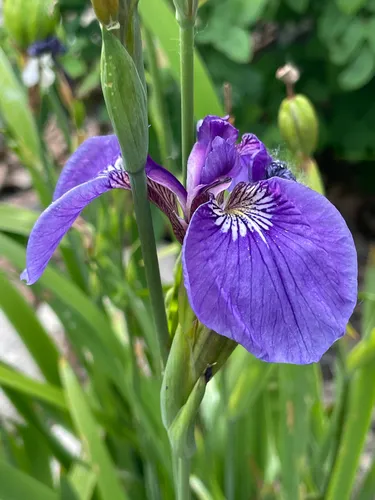 Beachhead Iris