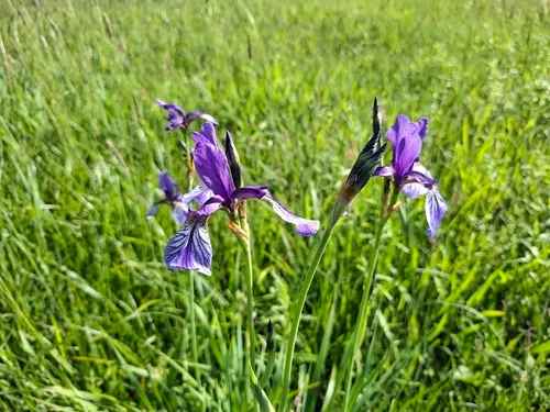 Siberian Iris — photo by Michael Müller