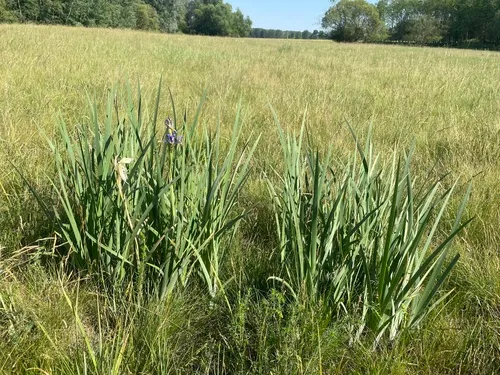 Seashore Iris — photo by rocknoel