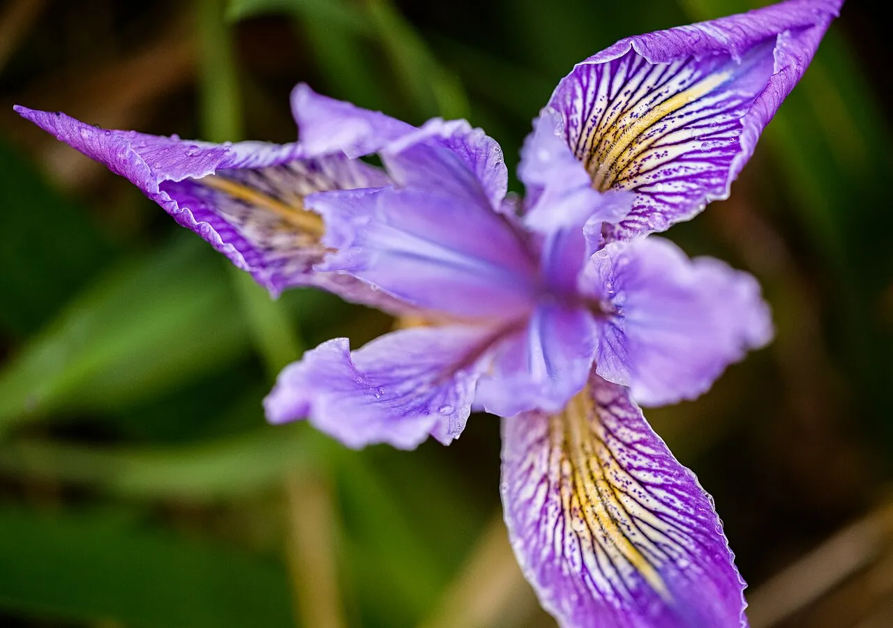 Toughleaf Iris — photo by Pbjamesphoto