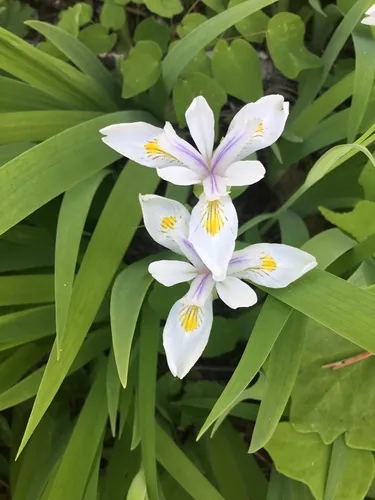 Clackamas Iris