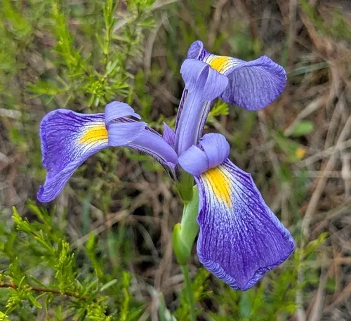 Savannah Iris — photo by Sharleen