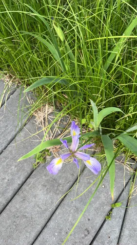 Shreve's Iris (var. shrevei) — photo by ruetabaga