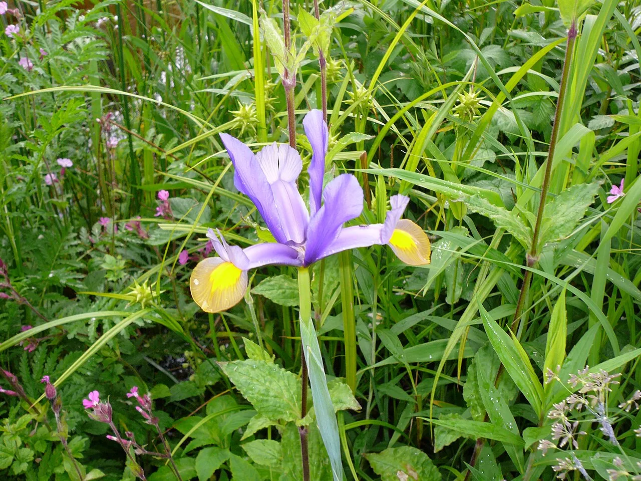 Spanish Iris — photo by User:Florean Fortescue