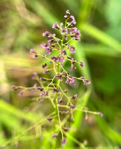 Yerba De Alambre