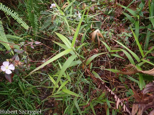 Ridgetop Bloodgrass
