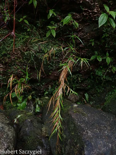 Kauai Bloodgrass — photo by Hubert Szczygieł