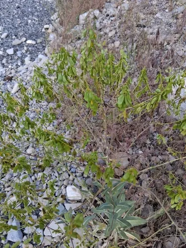 Dyer's Woad — photo by rocky