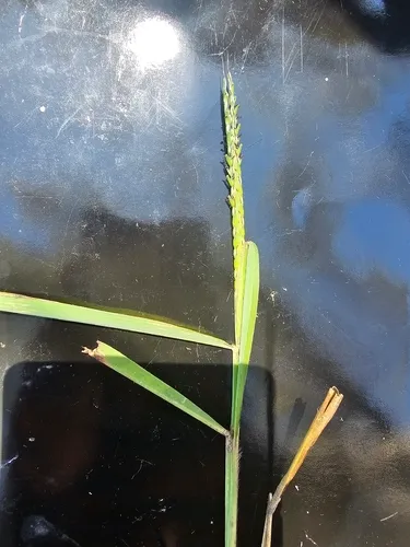 Ribbed Murainagrass