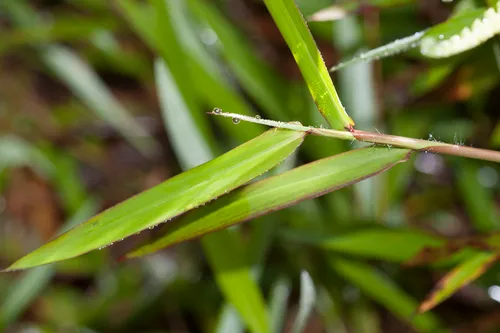 Stalkleaf Murainagrass