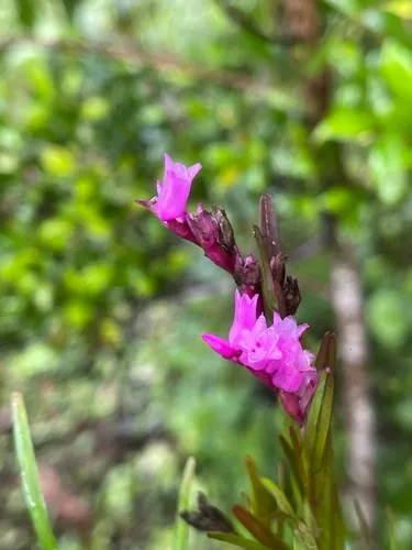 Narrowleaf Equallip Orchid — photo by yoelmontero