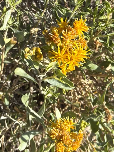 Alkali Goldenbush