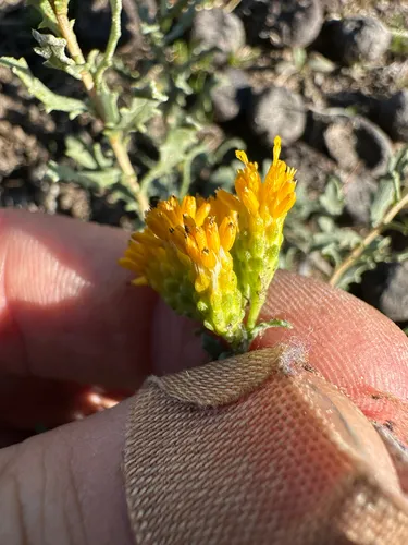 Carquinez Goldenbush
