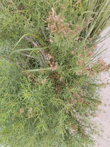 Common Goldenbush