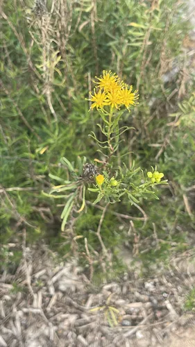 Drummond's Goldenbush