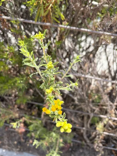 Menzies' Goldenbush