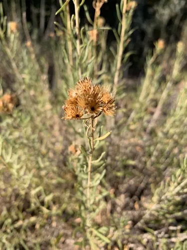 Southern Goldenbush — photo by botaniconn