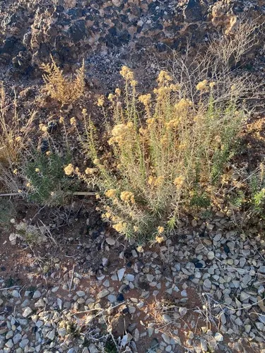 Rusby's Goldenbush — photo by David Glenn