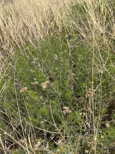Burroweed