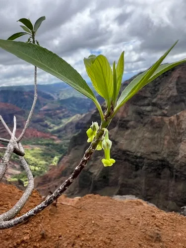 Wahine Noho Kula